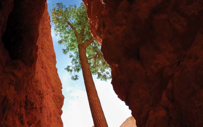 The western yellow pine is a common, beautiful staple in the western US.