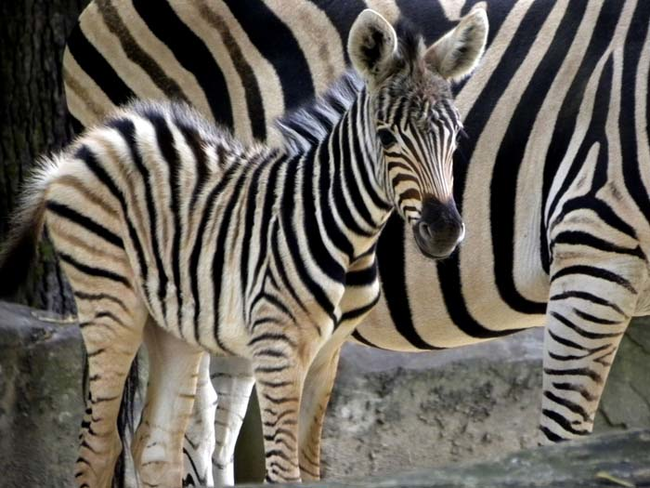 16.) Zebra mothers keep their babies in the center of the herd to protect them from predators.