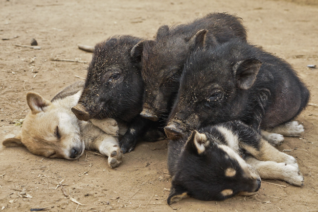 Pig+puppy pyramid.