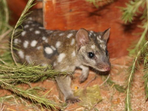 The staff also worked hard to ensure they learned the skills necessary to survive in the wild, and not to become domesticated. This was no small task, considering their cuteness.