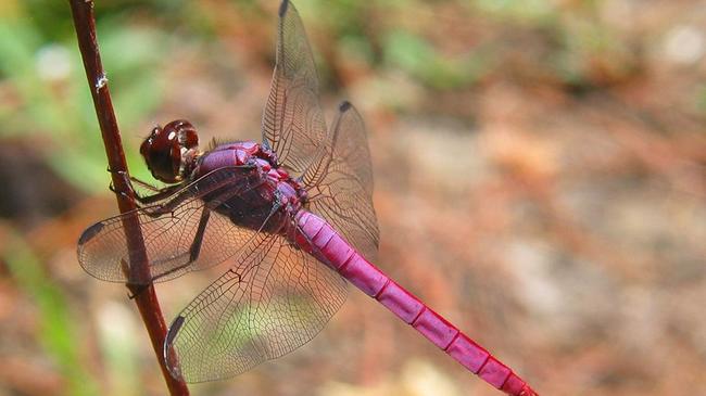 5.) Pink dragon fly, what?!