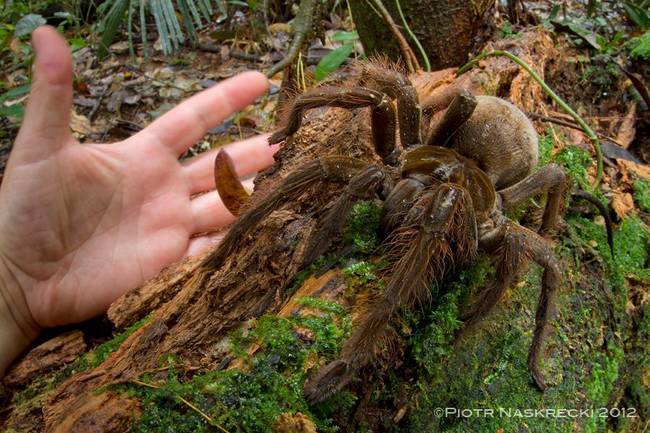 Take, for example, the South American Goliath birdeater spider, which is <a href="https://www.viralnova.com/huge-spider/" target="_blank">roughly the same size as a small puppy</a>.