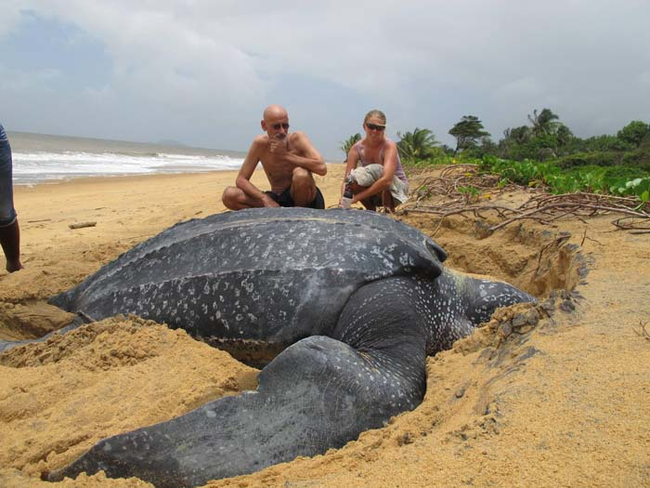 This way the leatherback turtle gets the nutrition it needs as quickly as it can without expending extra energy.