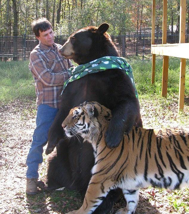 Bears love to try out the latest fashion trends with their animal friends, too.