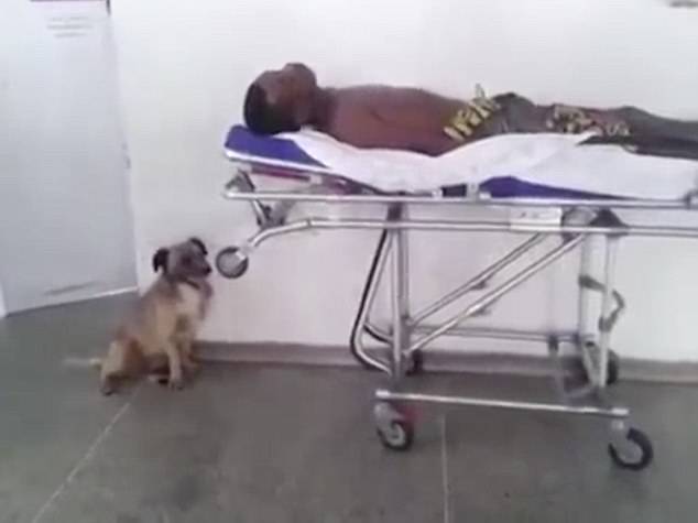 When they arrived at the hospital, the dog waited patiently next to his owner.