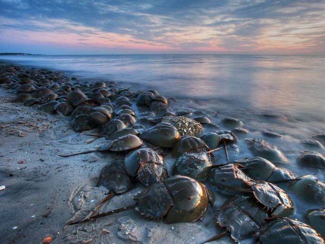 8.) Horseshoe Crab.