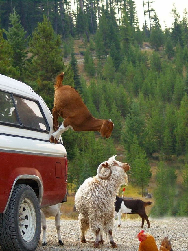 This goat is hitching a ride! (And confusing the crap out of that sheep.)