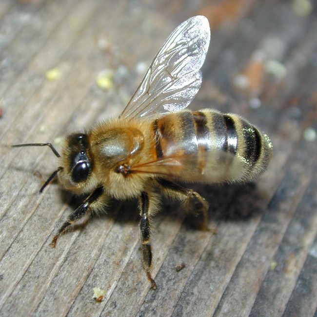 8. Bees - Makes annoying buzzing sound, stings.