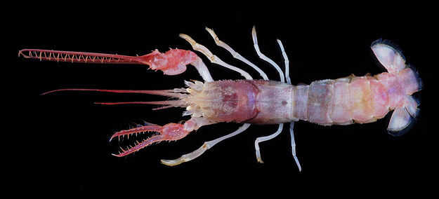 3.) Terrible-Claw Lobster