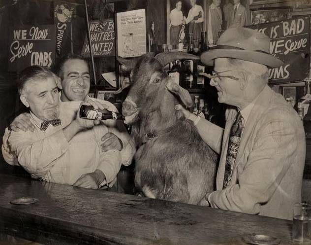 The Curse Of The Billy Goat