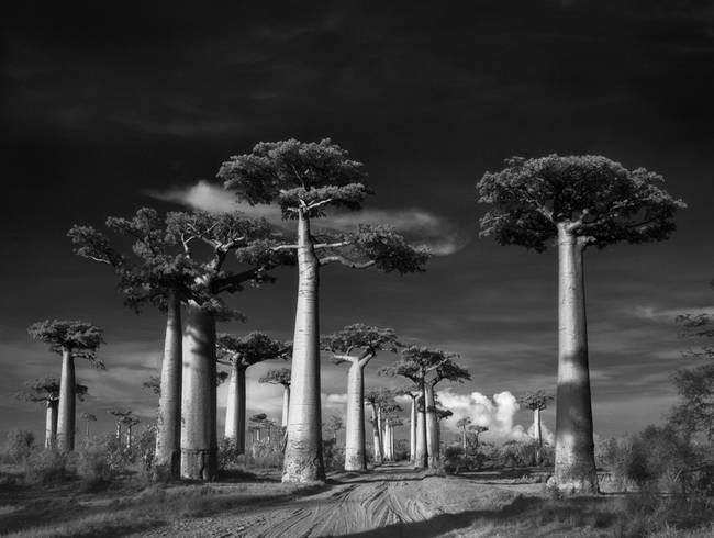 From her publisher, Abbeville Press: 
"This handsome volume presents sixty of Moon’s finest tree portraits as full-page duotone plates."