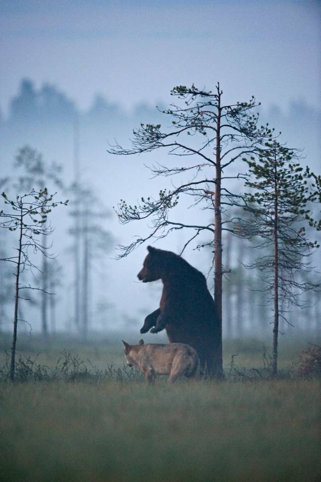 4.) Photographer <a href="https://www.facebook.com/lassi.rautiainen.7" target="_blank">Lassi Rautiainen</a> caught this bear-wolf due roaming in the wilderness of northern Finland.