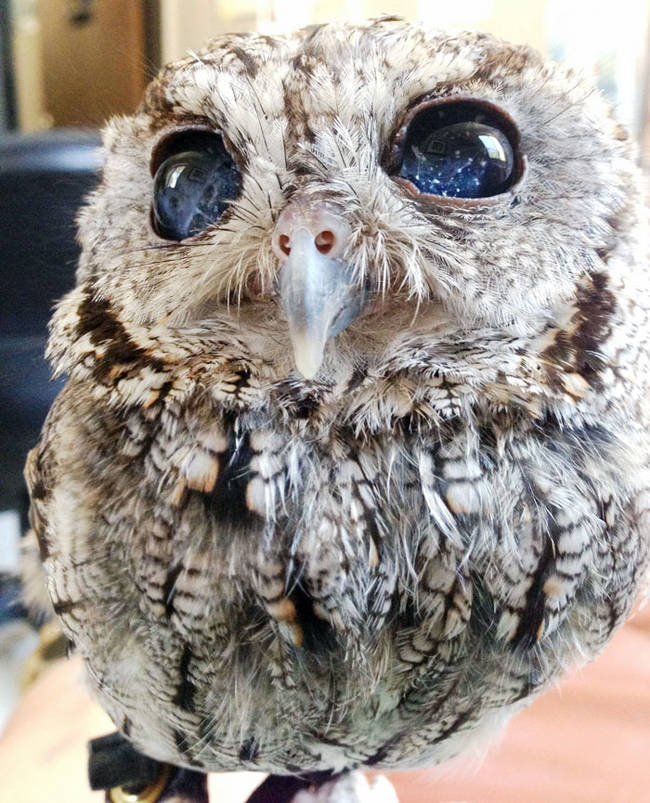 This gorgeous blind owl appeared to have <a href="https://www.viralnova.com/starry-eyed-owl/" target="_blank">stars in his eyes</a> when we met him for the first time.