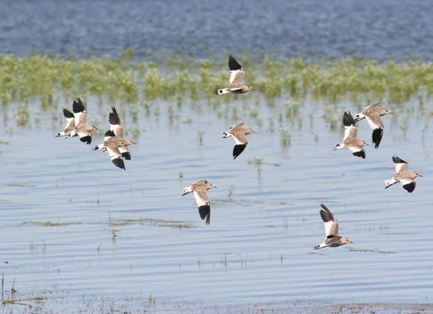 6.) A deceit of lapwings.