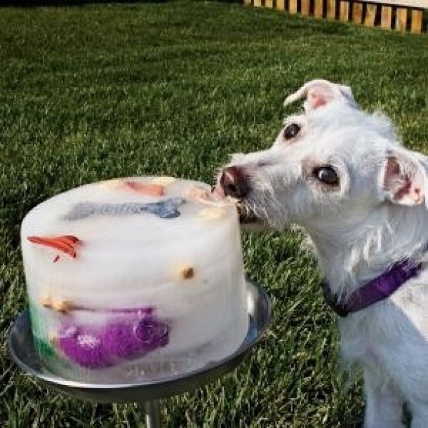 16. Give your dog the ultimate summer brain freeze with a refreshing ice block. Throw in his favorite treats and toys for hours of his attention.