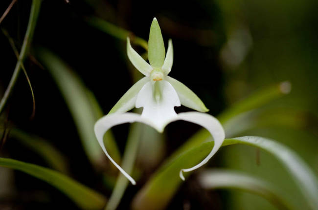 Ghost Orchid (Dendrophylax lindenii)