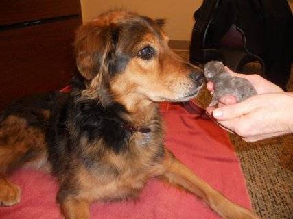 The gentle pup meeting one of the kittens.