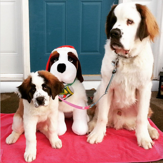 Saint Bernard