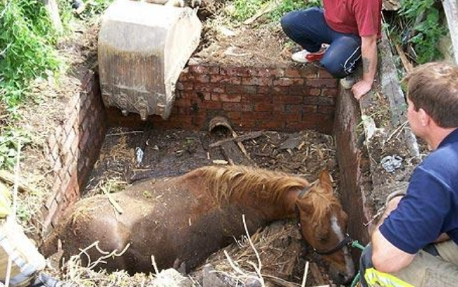 8.) People about to free a horse that's stuck in a slurry pit.