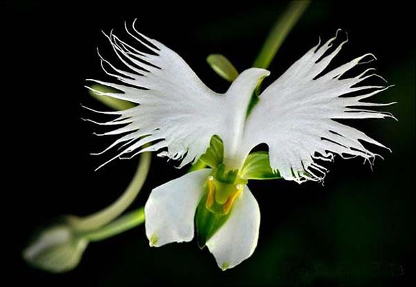 16.) White Egret Orchid (Habenaria Radiata)