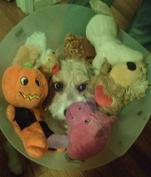 17.) This dog is NOT happy to be with these stuffed animals.