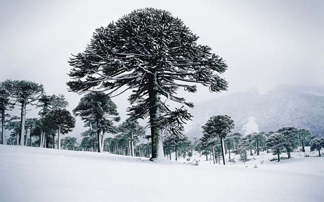 The monkey puzzle trees in Chile are unique specimens.