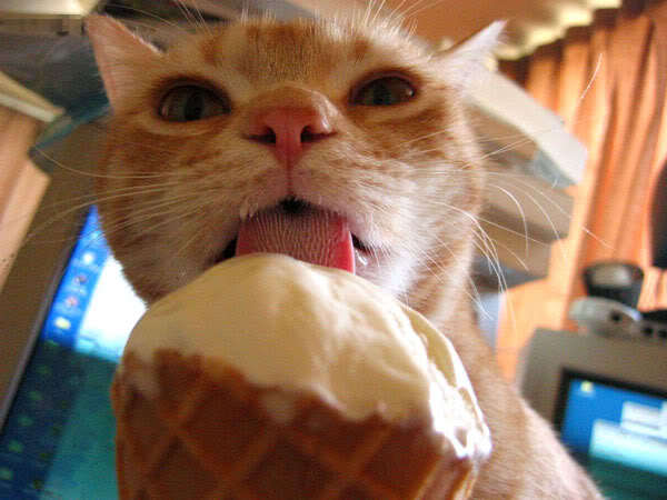 14. I wasn't jealous of their nine lives until they discovered frozen treats.