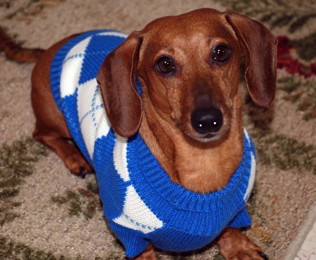 As is argyle. The royal blue really brings out this guy's eyes!