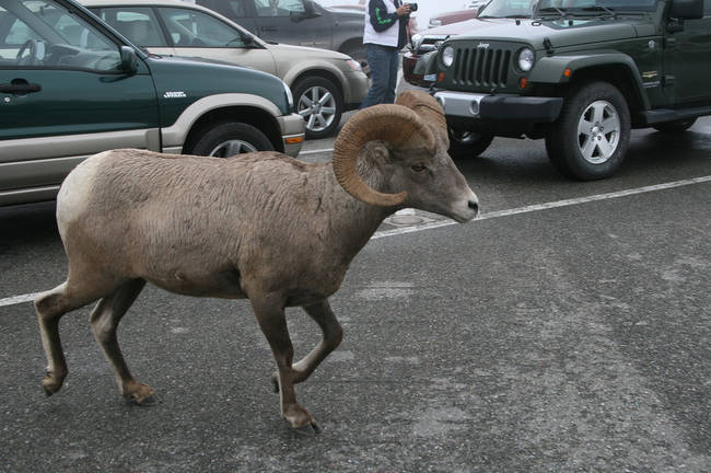 "Just TRY to take my parking space..."