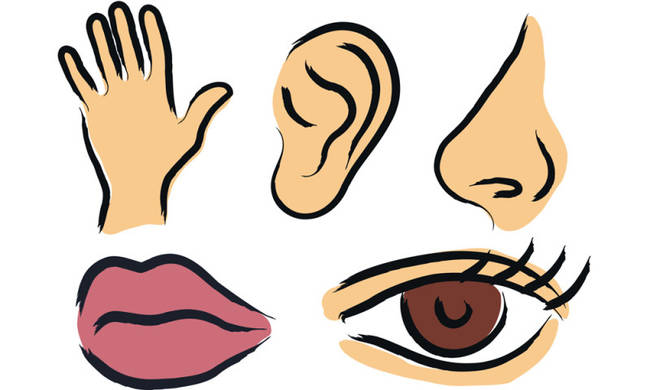 Our five senses: People have more than 5 senses. Experts have said that we have at least seven...and possibly more than twenty.