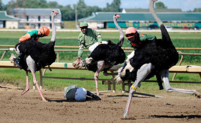 7.) Ostrich Racing