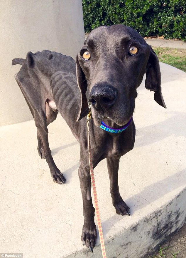 He was so emaciated, it's a miracle he was alive.