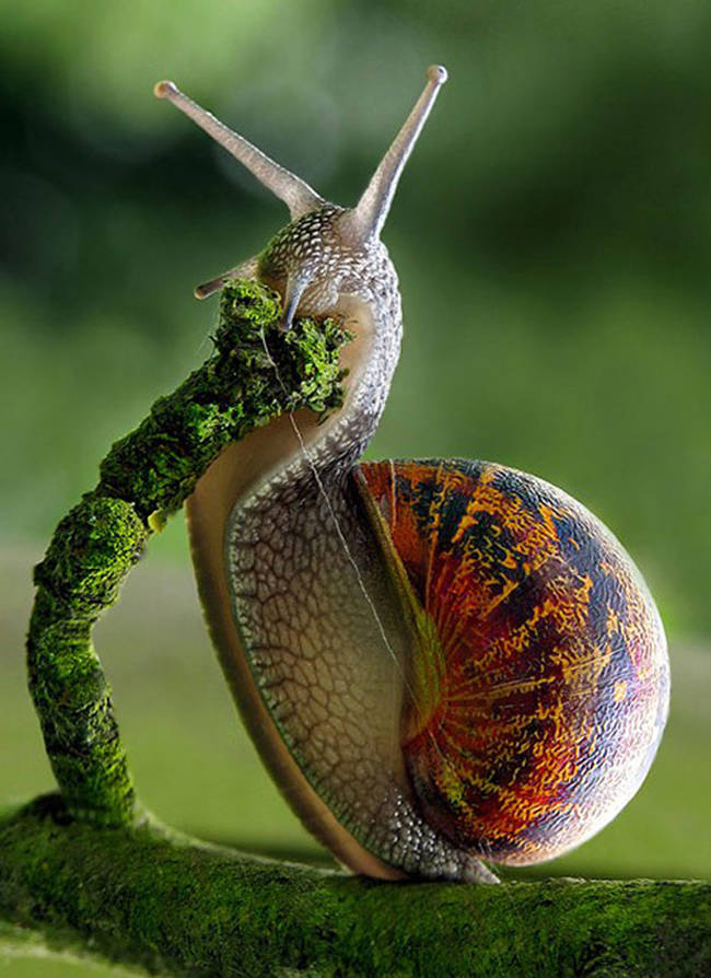 A hungry, hungry snail.