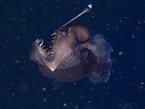 Black Sea Devil