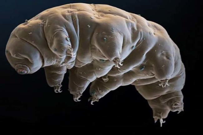 10.) Tardigrade.