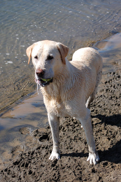 "What if he never stopped throwing the ball? I think I'd fetch forever."