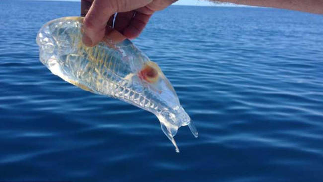 Sea Salp