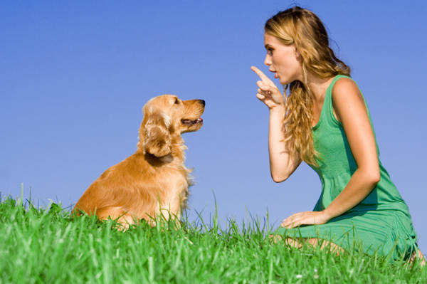 Humans and dogs are the only two species known to seek visual cues from another's eyes. And dogs only do it with humans.