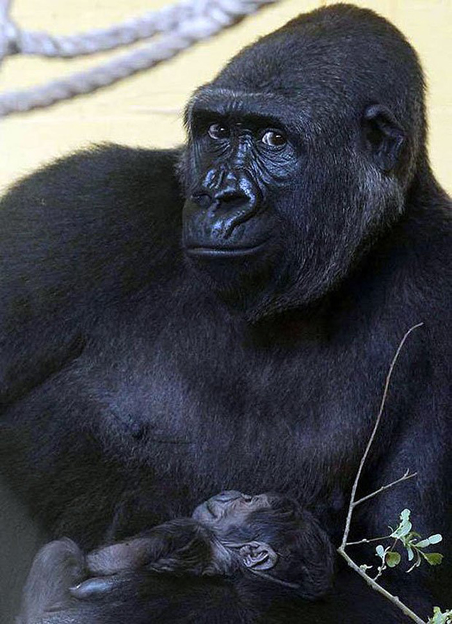 13.) This graceful gorilla.