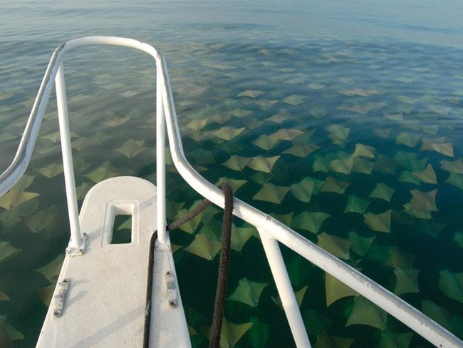 Looking down from your boat, imagine you saw this all the way to the horizon.