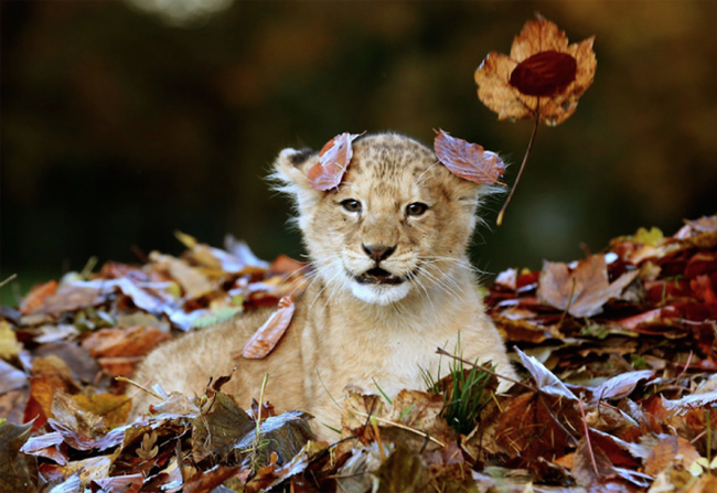 This cute cub loves to frolic in the leaves.