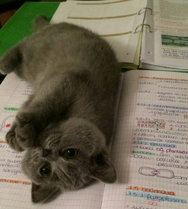 In the battle between cuteness and science, this cat isn't playing fair.