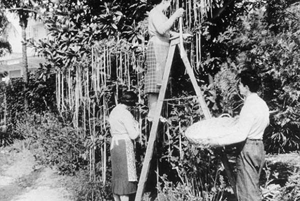 14.)  On April 1st, 1957, a BBC news program ended with a three minute segment about a spaghetti farm in Switzerland where spaghetti grew on trees. Many people fell for the hoax and contacted the BBC to ask how to grow their own. Their response: “Place a sprig of spaghetti in a tin of tomato sauce and hope for the best.”