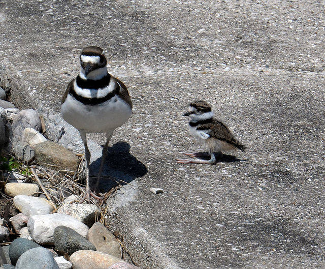 This momma killdeer and her baby only differ by their fuzziness factor.