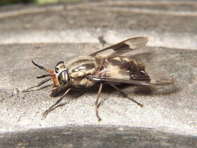 Humans can contract an African Eye Worm from mago or deer flies, like the one pictured below. The worm larvae are transmitted through the fly bites, and feed on the blood of their human hosts. They typically reside under the skin, and are know to migrate to different places throughout the body. You often don't even know the worms are there. Occasionally, the moving worms will cause itchy swellings below the skin.