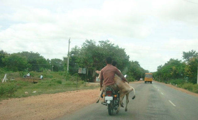 "Bessie gets motion sickness in the car."