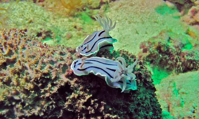 20.) Loch's Chromodoris