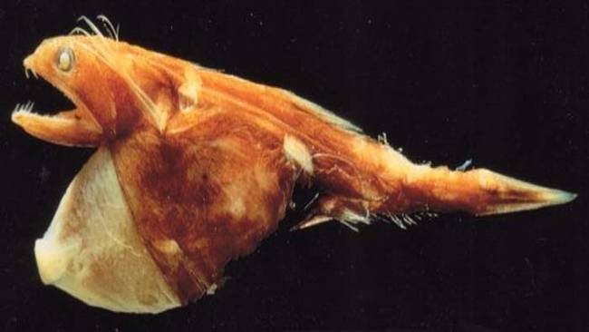 Some scientists suspect that black swallowers eat their prey starting with the tail and slowly "walk" their way to the other end. They do this until the entire fish is inside their massive, distended stomach.