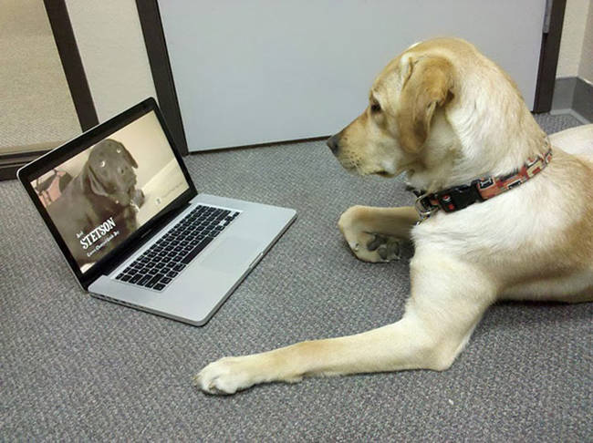 He hasn't cared about his ball since he discovered YouTube.