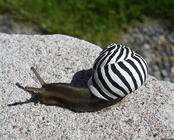 This snail is cleverly disguised as a zebra. You would never be able to tell the difference.